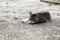 猫撮り散歩1742