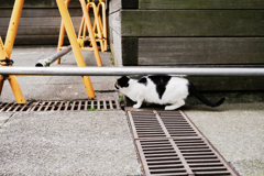 猫撮り散歩1748
