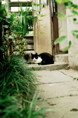 猫撮り散歩1192