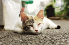 猫撮り散歩732