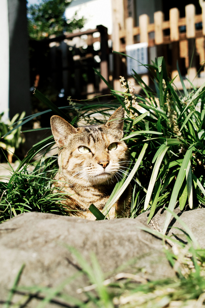 猫撮り散歩1151