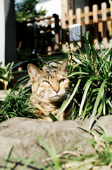 猫撮り散歩1151