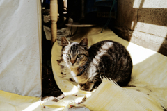 猫撮り散歩2077