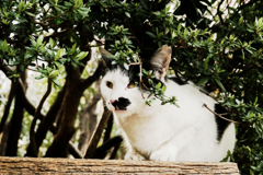 猫撮り散歩1604