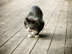 猫撮り散歩809