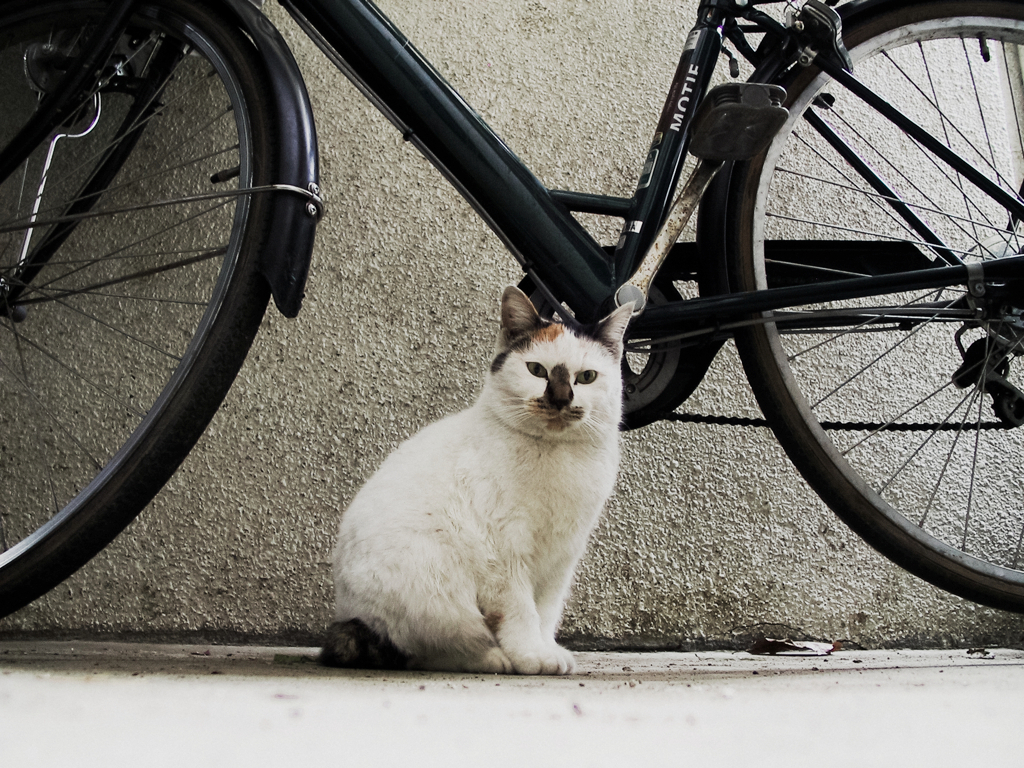 猫撮り散歩861