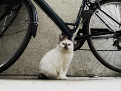 猫撮り散歩861