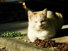 猫撮り散歩1704