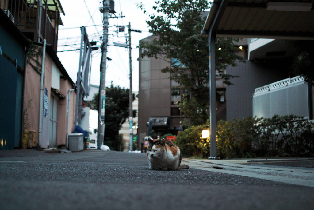 猫撮り散歩1597