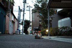猫撮り散歩1597