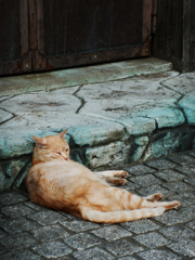 猫撮り散歩323