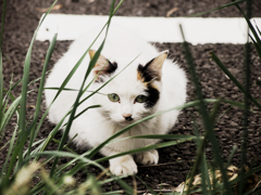 猫撮り散歩890