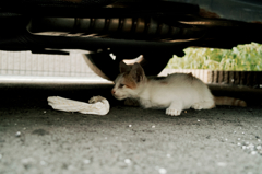 猫撮り散歩817