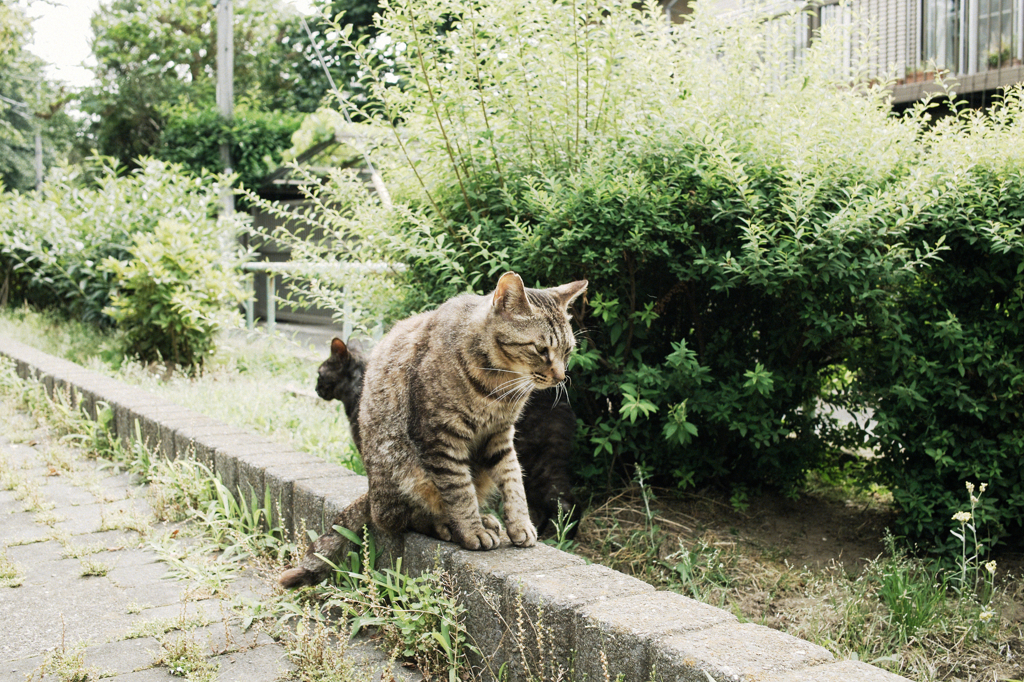 猫撮り散歩546