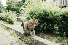 猫撮り散歩546