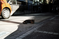 猫撮り散歩1094