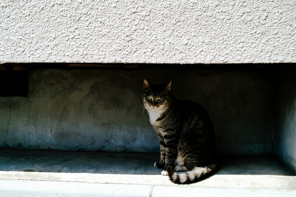 猫撮り散歩1785