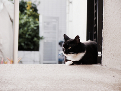 猫撮り散歩628