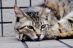 猫撮り散歩451