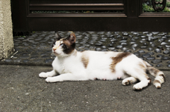 猫撮り散歩825
