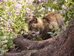 猫撮り散歩96