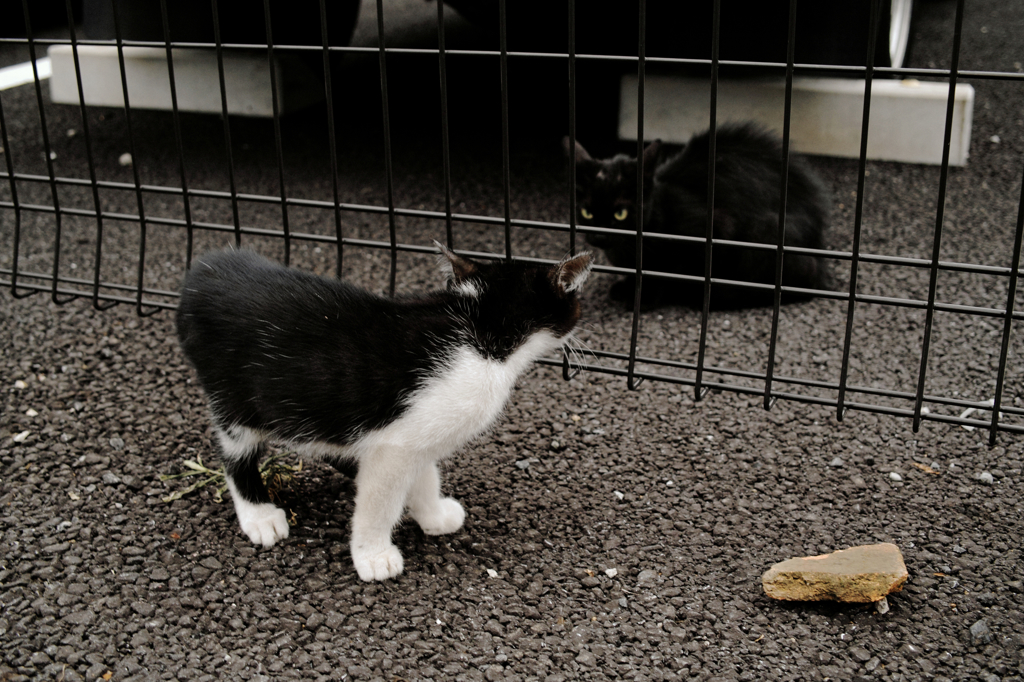 猫撮り散歩766