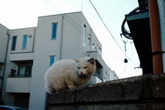 猫撮り散歩1311