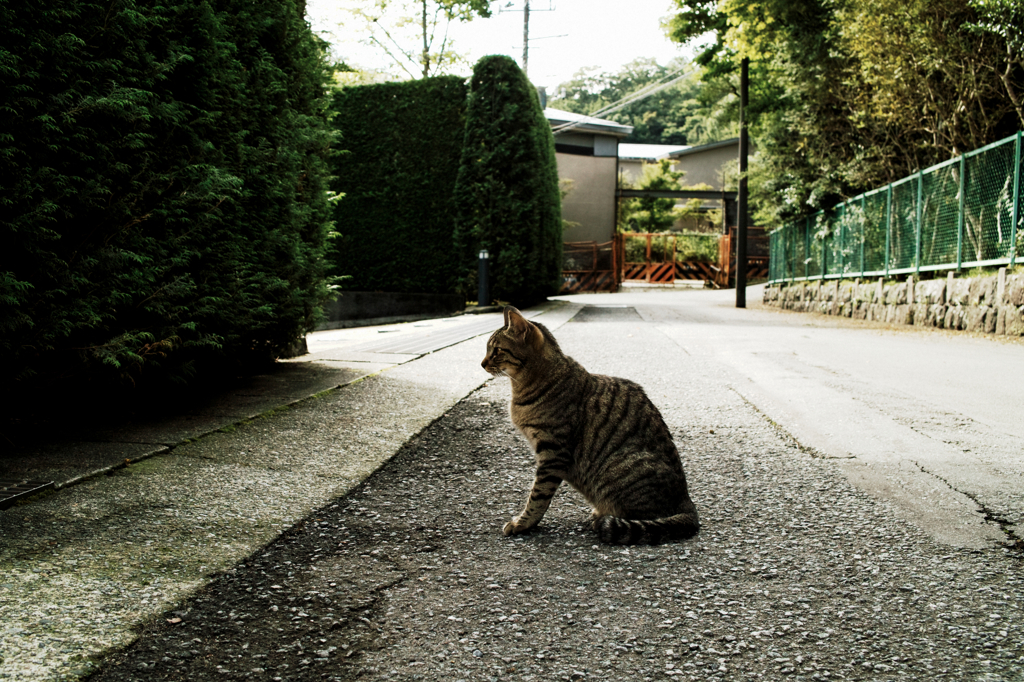 猫撮り散歩972