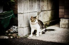 猫撮り散歩883