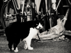 猫撮り散歩704