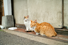 猫撮り散歩486