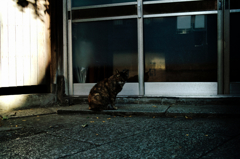 猫撮り散歩1155