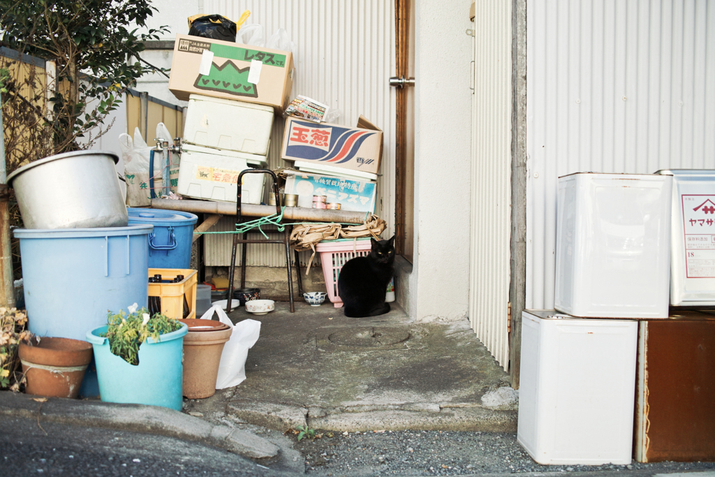 猫撮り散歩1862