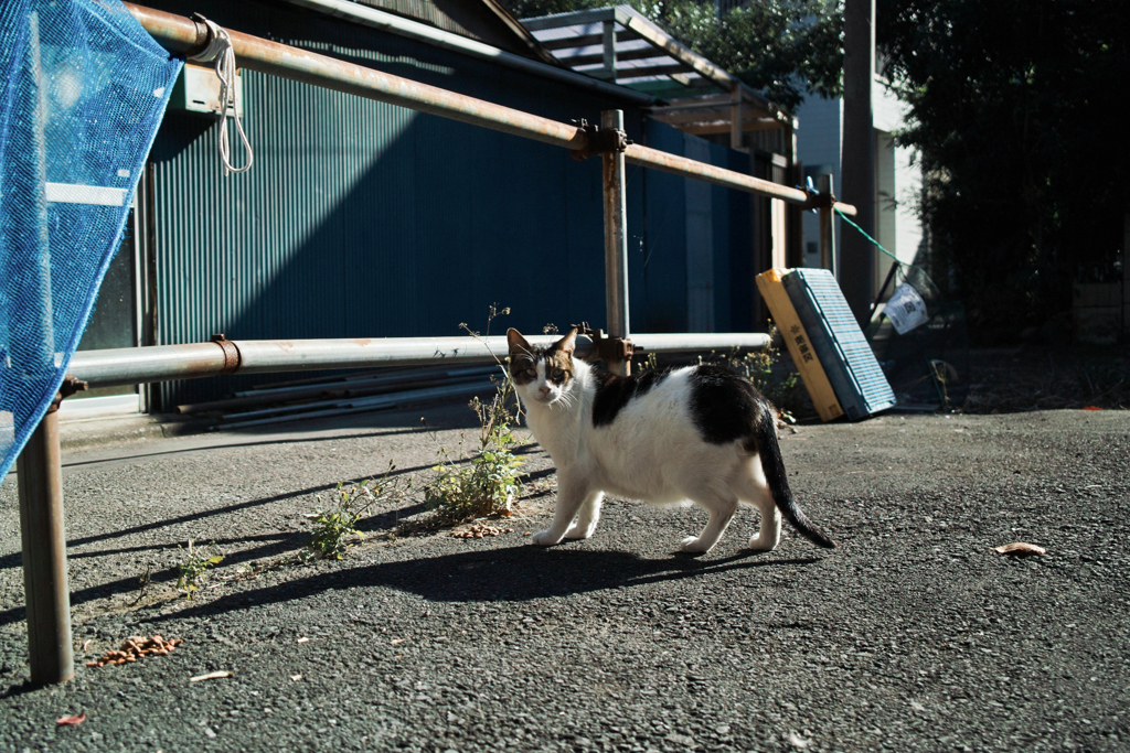 猫撮り散歩1882