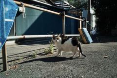 猫撮り散歩1882