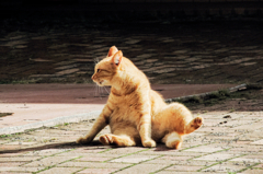 猫撮り散歩734