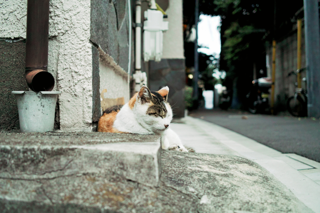 猫撮り散歩2043
