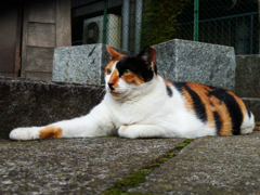 猫撮り散歩210