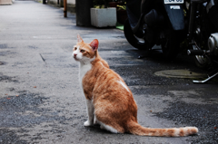 猫撮り散歩421