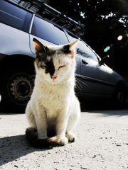 猫撮り散歩1095