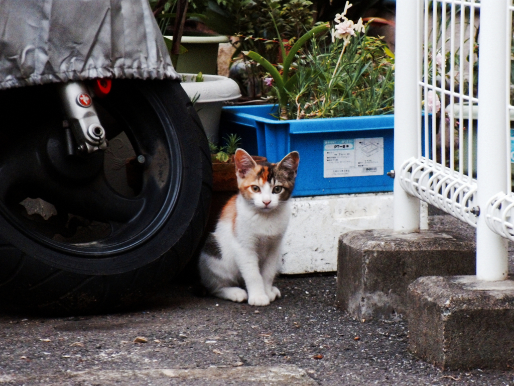 猫撮り散歩365