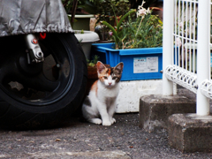 猫撮り散歩365