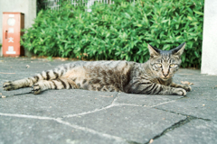 猫撮り散歩1866