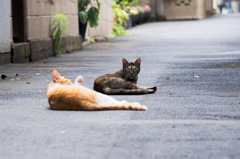 猫撮り散歩470