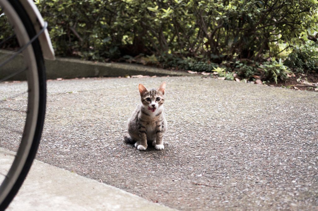 猫撮り散歩487
