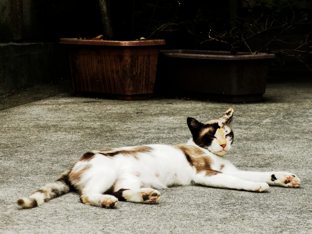 猫撮り散歩1778