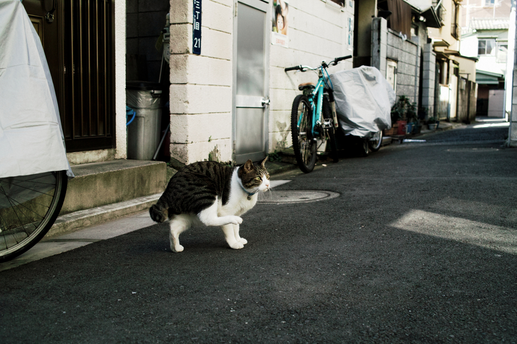 猫撮り散歩994