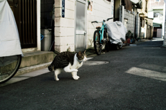 猫撮り散歩994