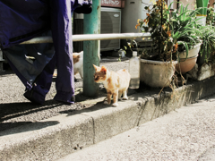 猫撮り散歩1296