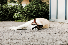 猫撮り散歩1507